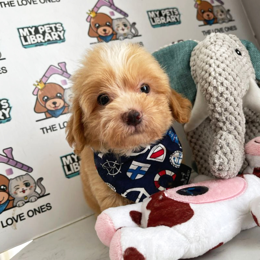 Toy Poodle Puppy (Male) For Sale