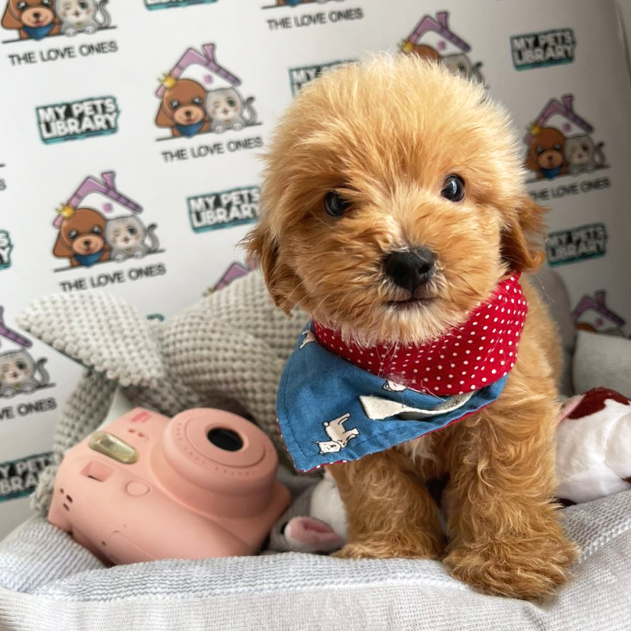 Toy Poodle Puppy (Male) For Sale