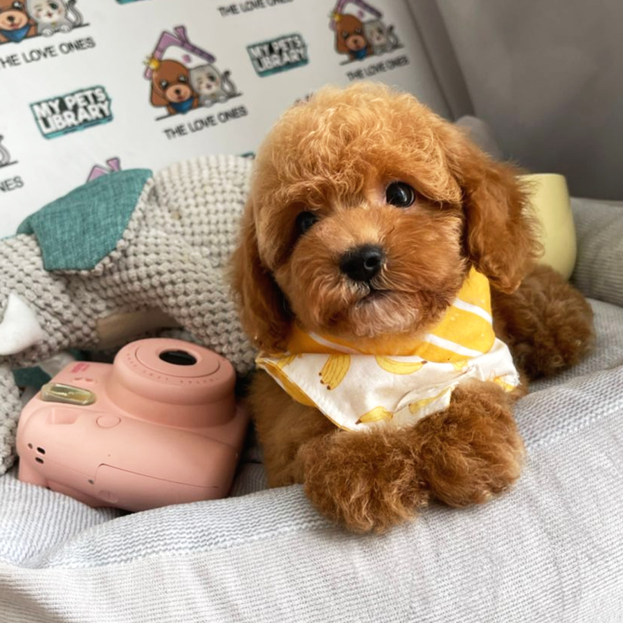 Toy Poodle Puppy (Male) For Sale