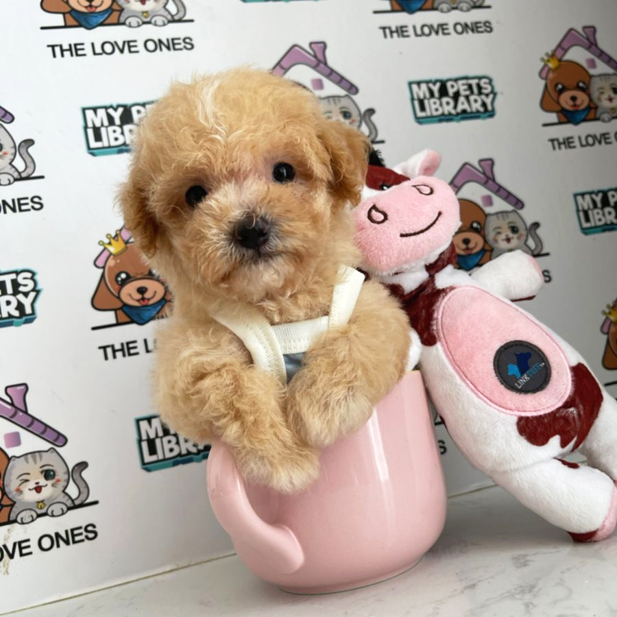Tiny Poodle Puppy (Female) For Sale
