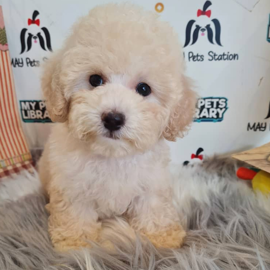 Toy Poodle Puppy (Male) For Sale