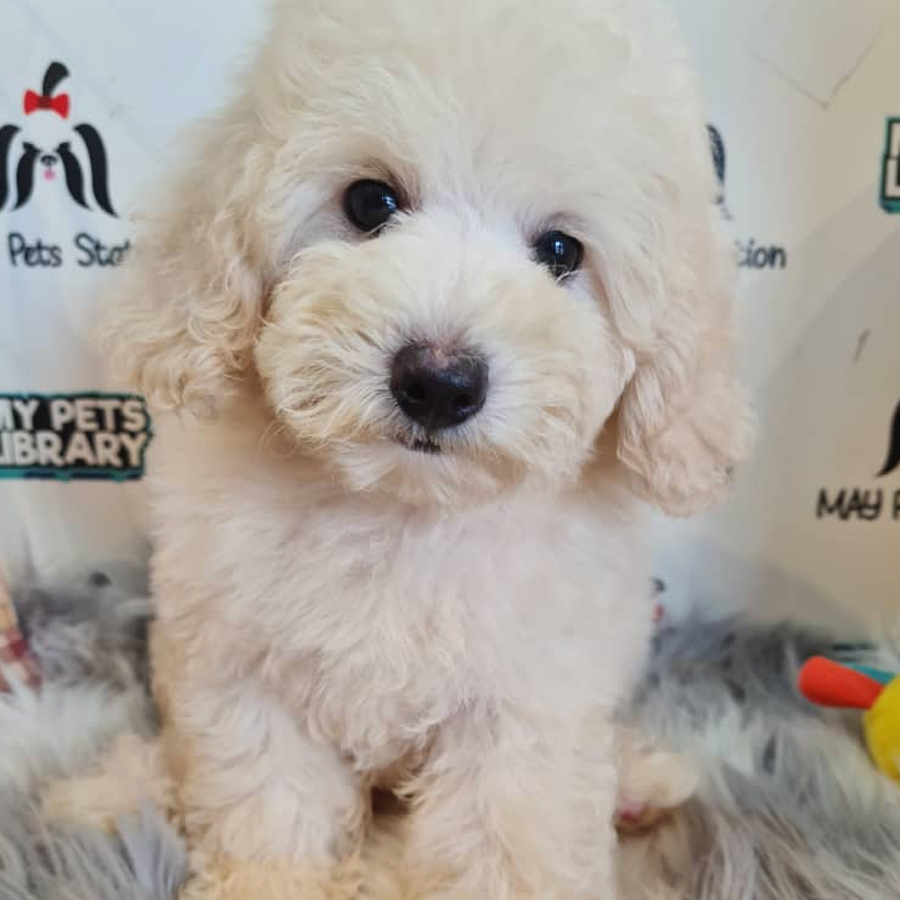Toy Poodle Puppy (Male) For Sale
