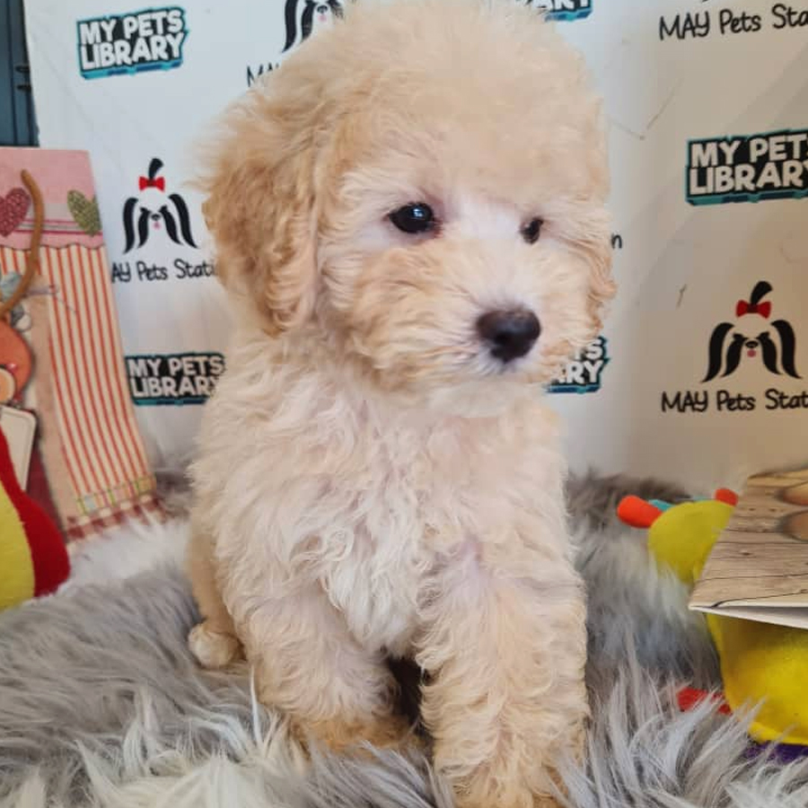 Toy Poodle Puppy (Male) For Sale