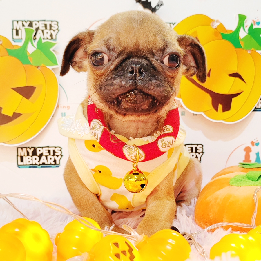Pug Puppy (Male) For Sale