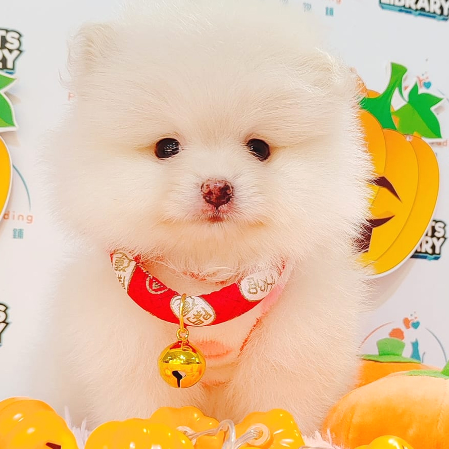 Pomeranian Puppy (Male) For Sale