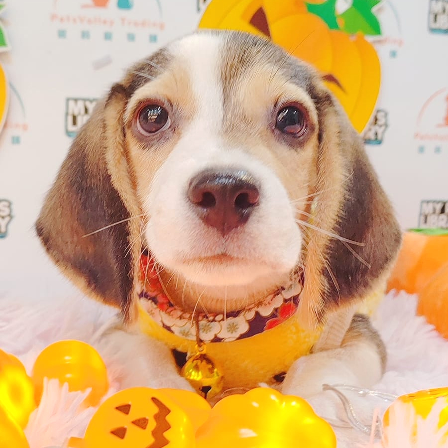 Beagle Puppy (Male) For Sale