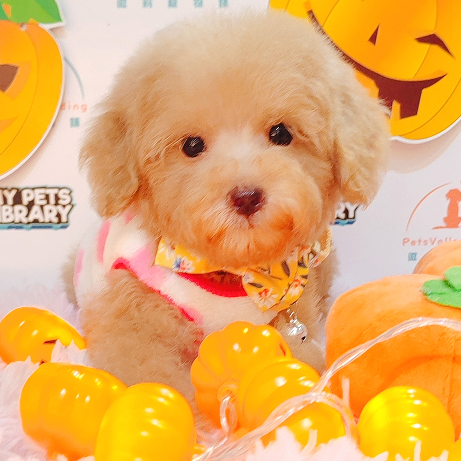 Maltipoo Puppy (Female) For Sale