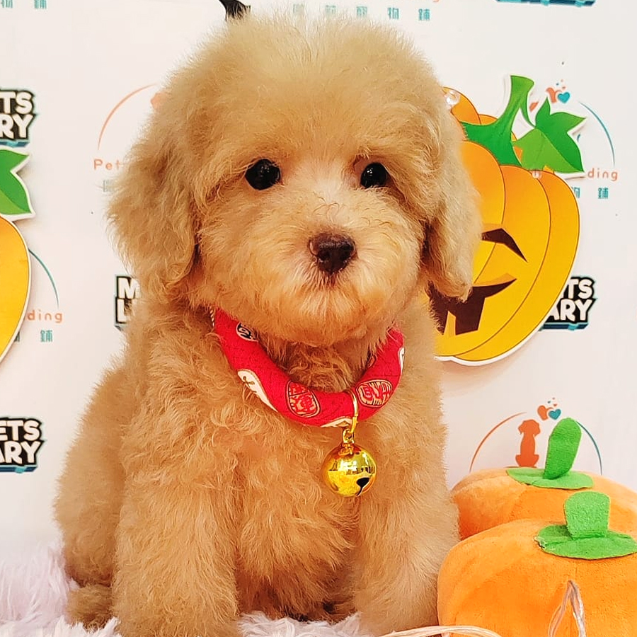Toy Poodle Puppy (Male) For Sale