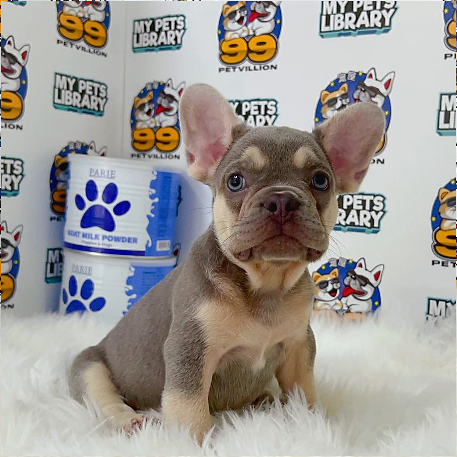 French Bulldog Puppy (Male) For Sale