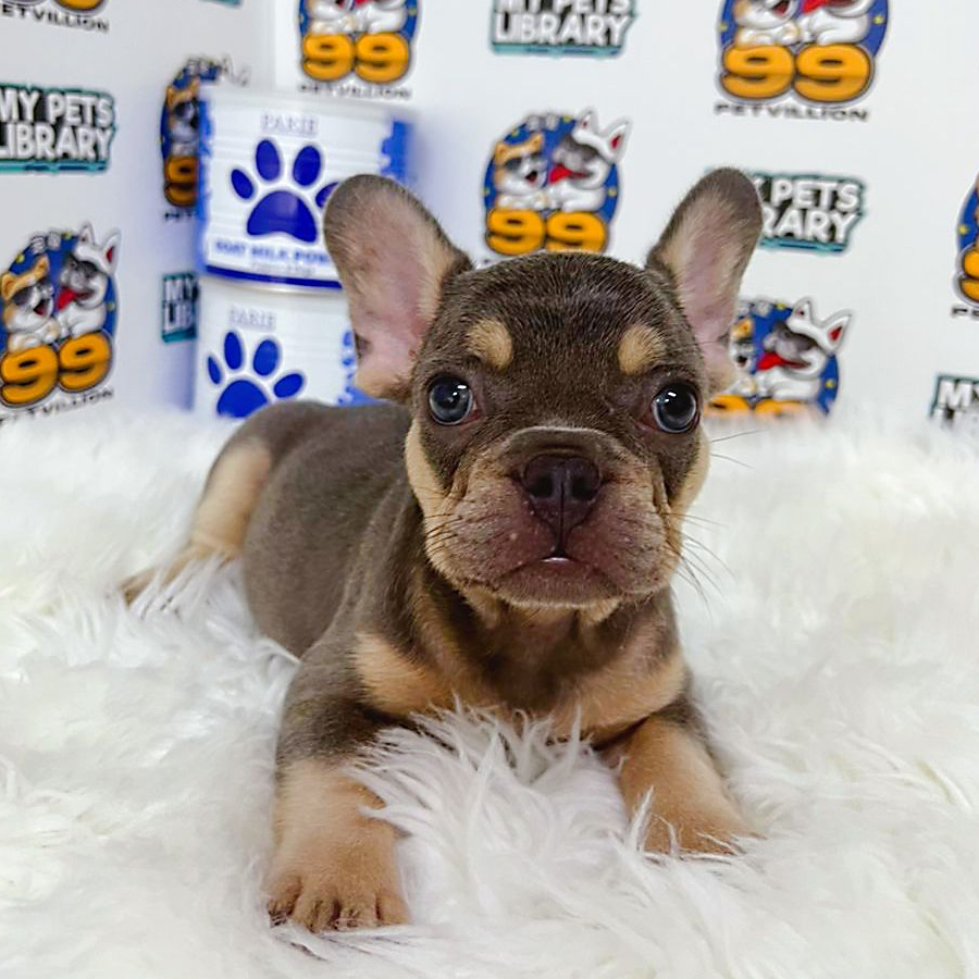 French Bulldog Puppy (Male) For Sale