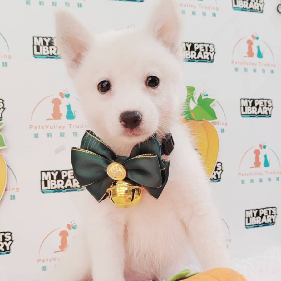 Pomsky Puppy (Male) For Sale