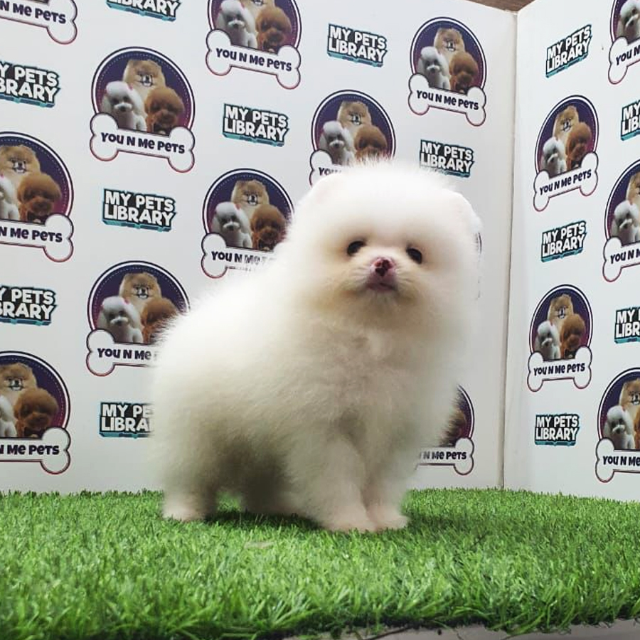 MKA Tiny Pomeranian Puppy (Male) For Sale