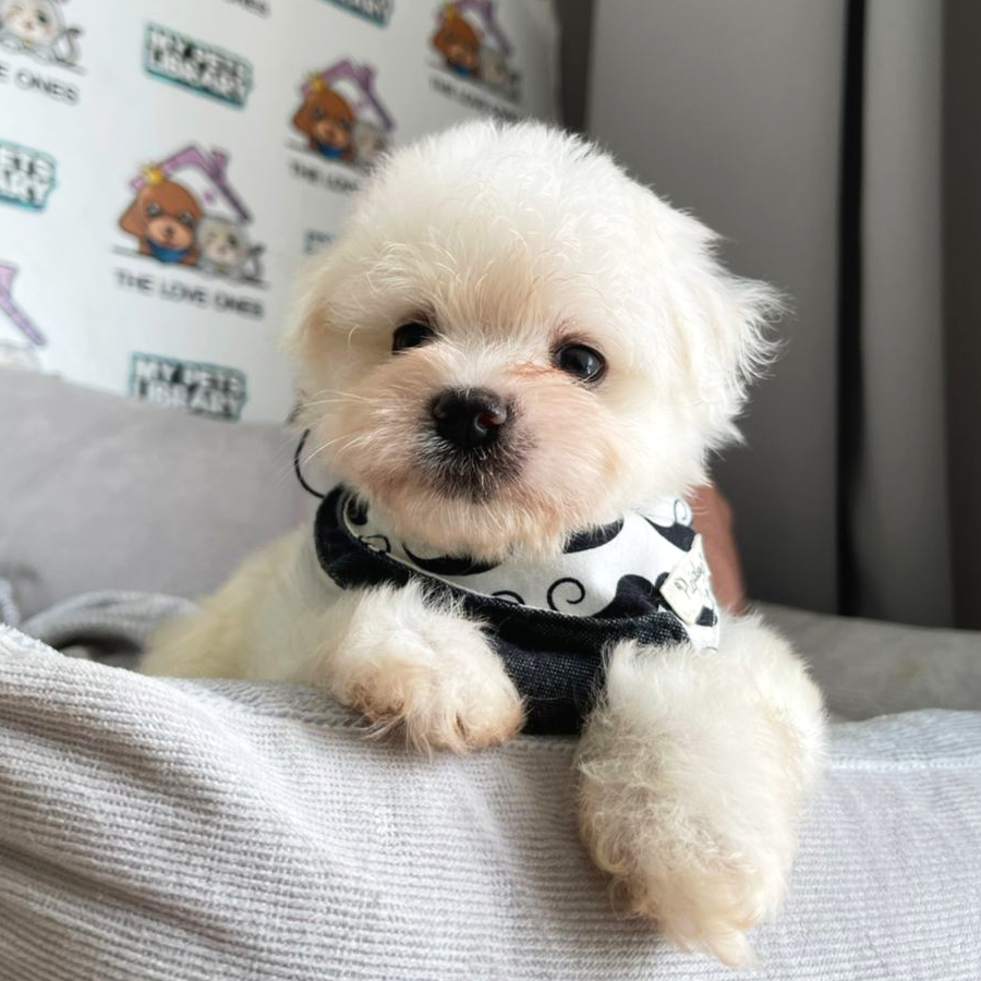Maltese Puppy (Male) For Sale