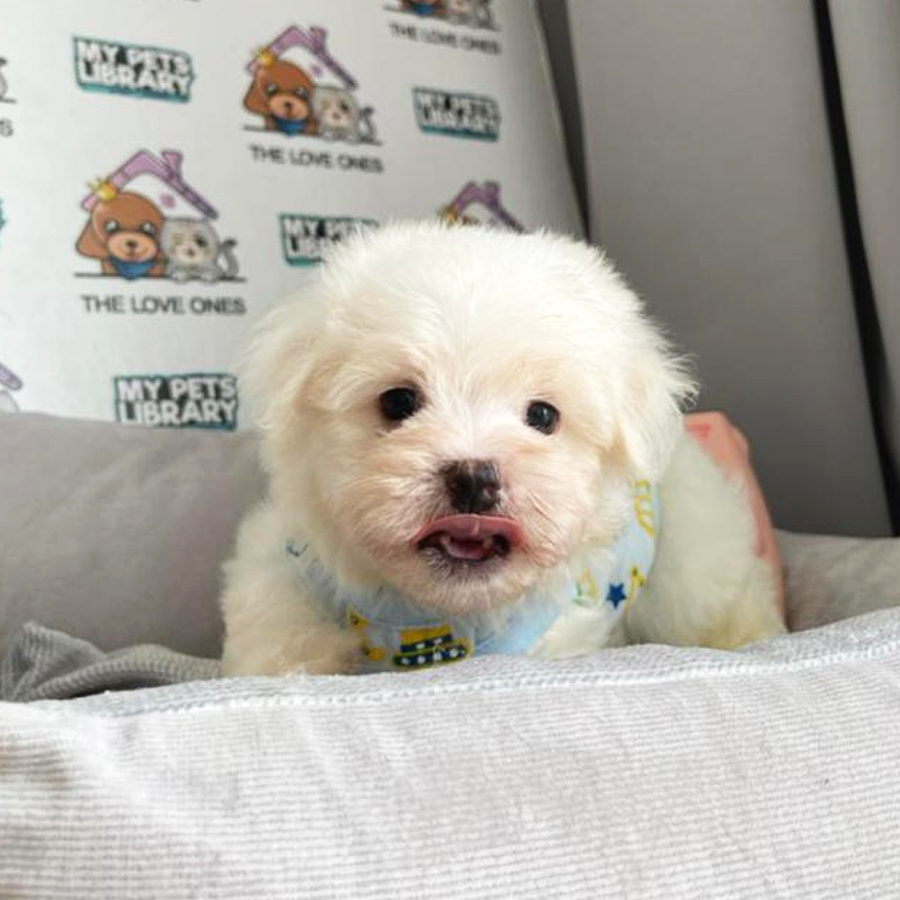 Maltese Puppy (Male) For Sale