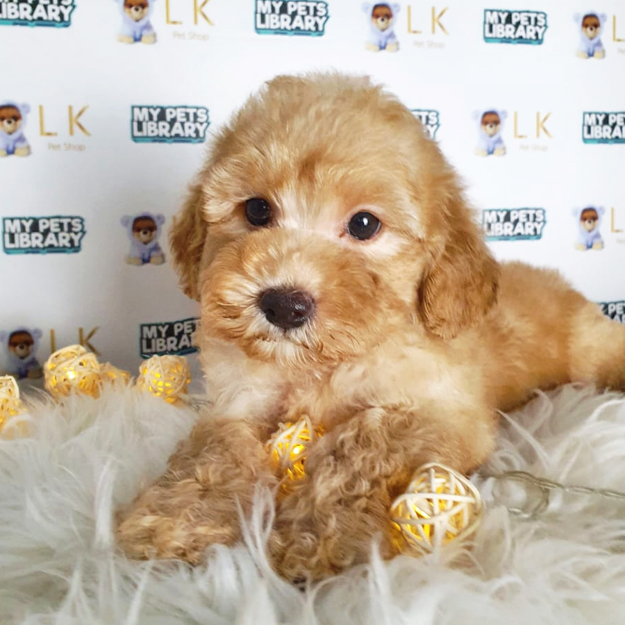 Toy Poodle Puppy (Male) For Sale