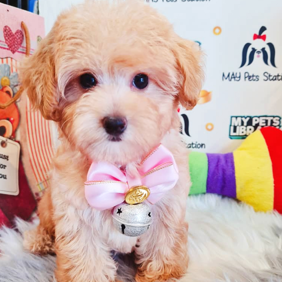 Maltipoo Puppy (Female) For Sale