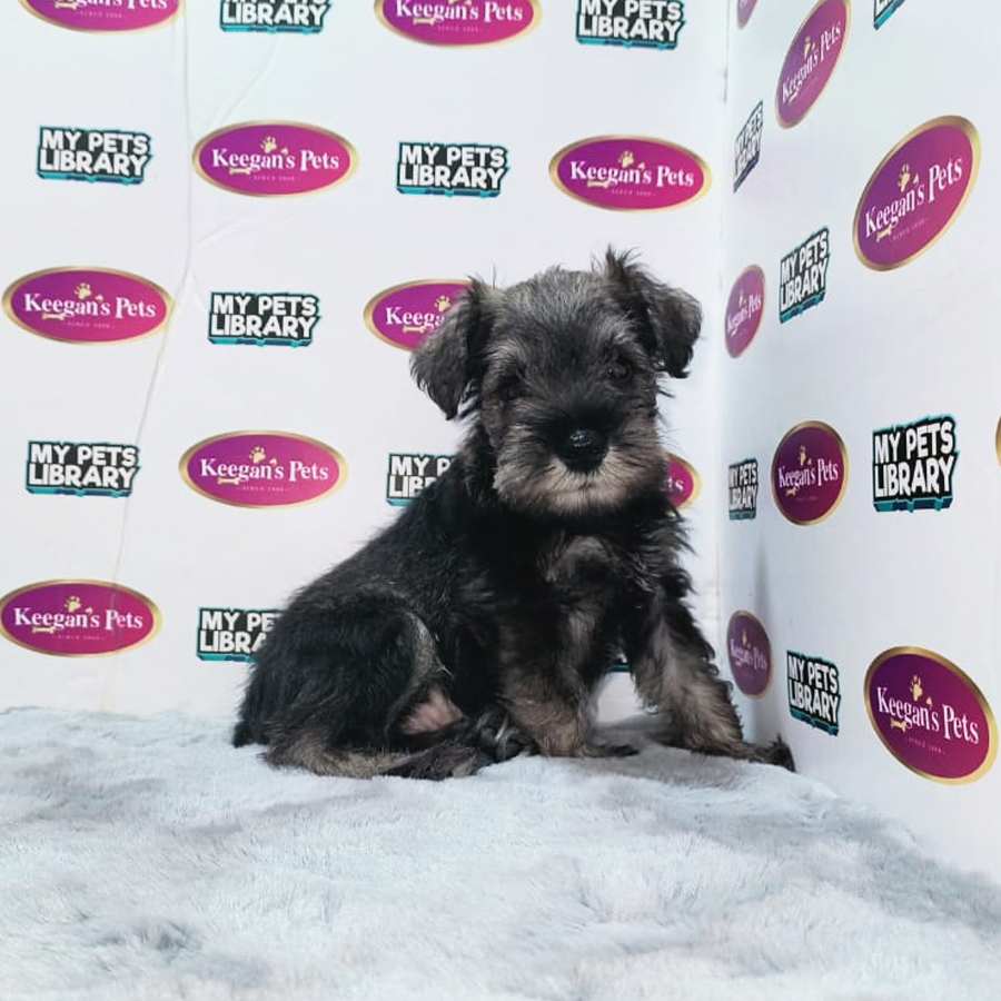 MKA Miniature Schnauzer Puppy (Male) For Sale