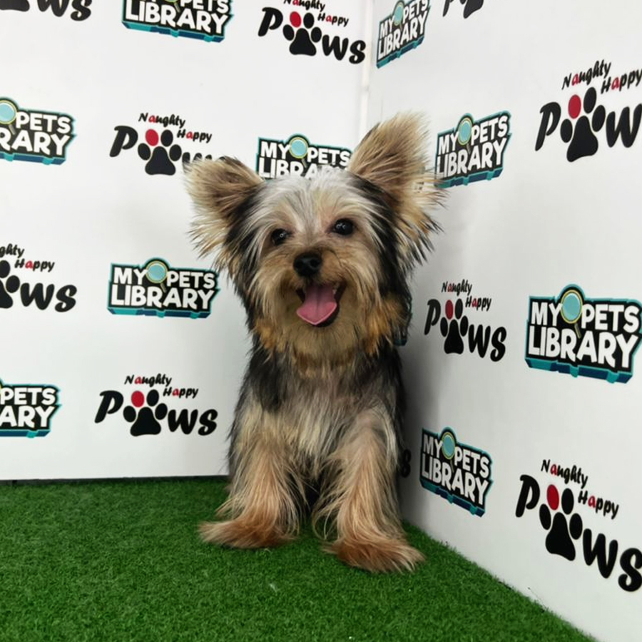 Yorkshire Terrier Puppy (Male) For Sale