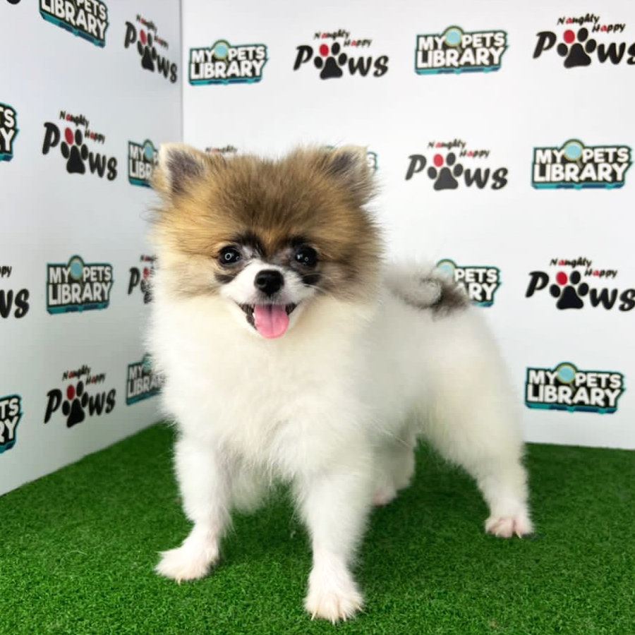 Pomeranian Puppy (Female) For Sale