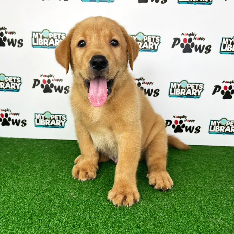 Labrador Retriever Puppy (Male) For Sale