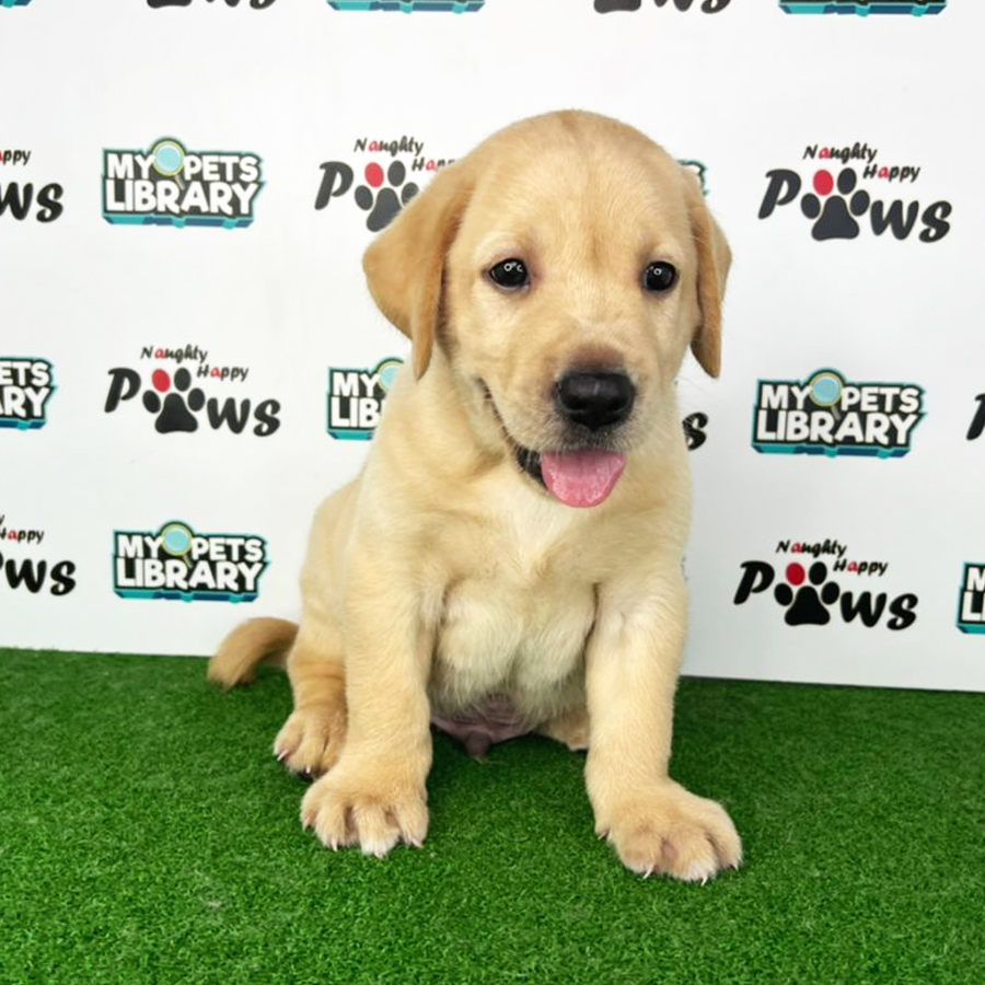Labrador Retriever Puppy (Male) For Sale