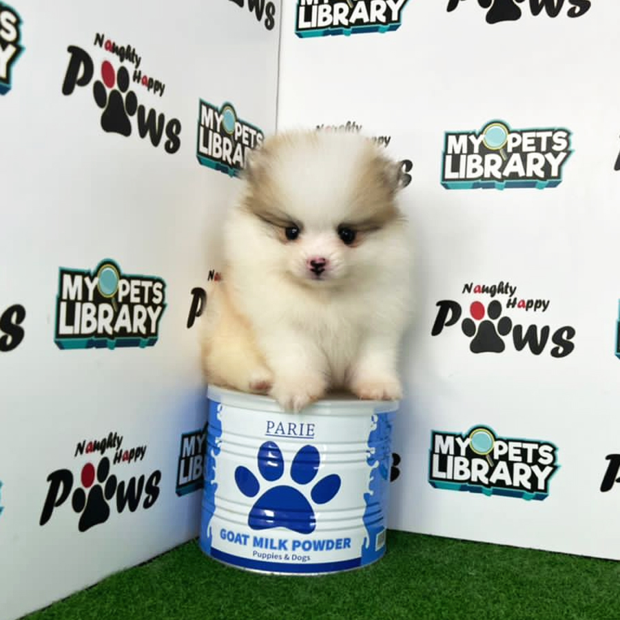Pomeranian Puppy (Female) For Sale