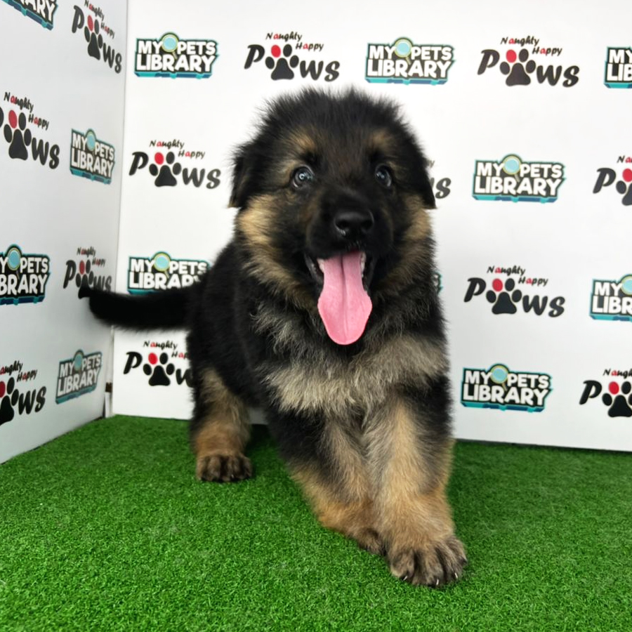 German Shepherd Puppy (Male) For Sale