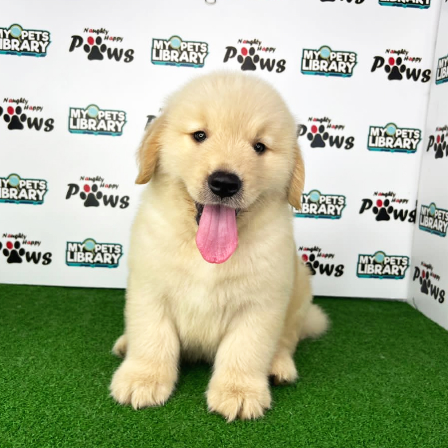 Golden Retriever Puppy (Male) For Sale