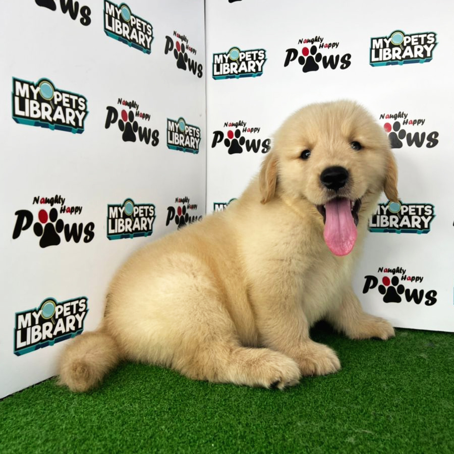 Golden Retriever Puppy (Male) For Sale