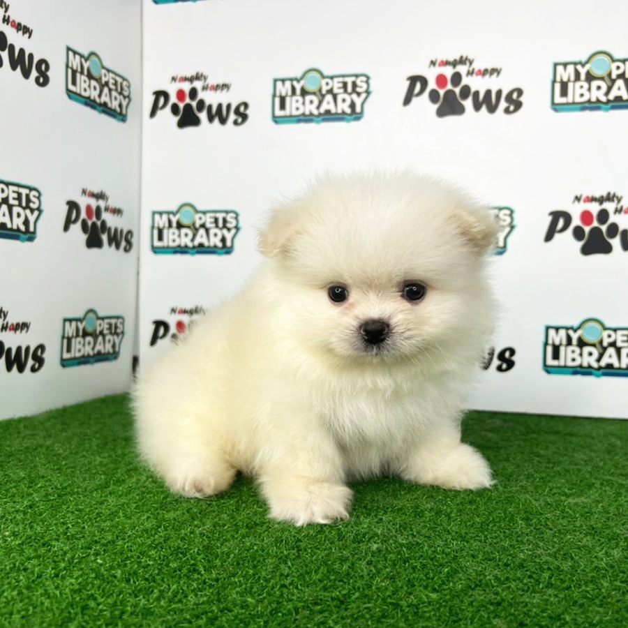 Pomeranian Puppy (Male) For Sale
