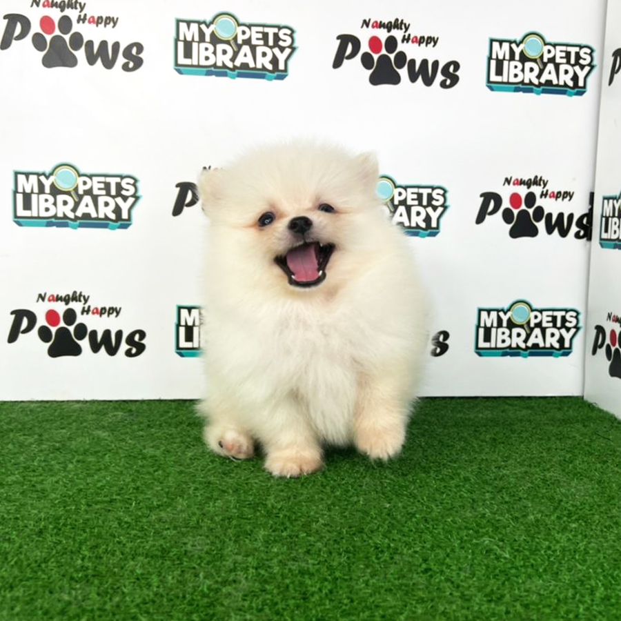Pomeranian Puppy (Male) For Sale