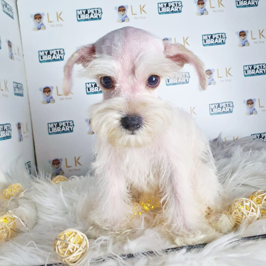 Schnauzer Puppy (Female) For Sale
