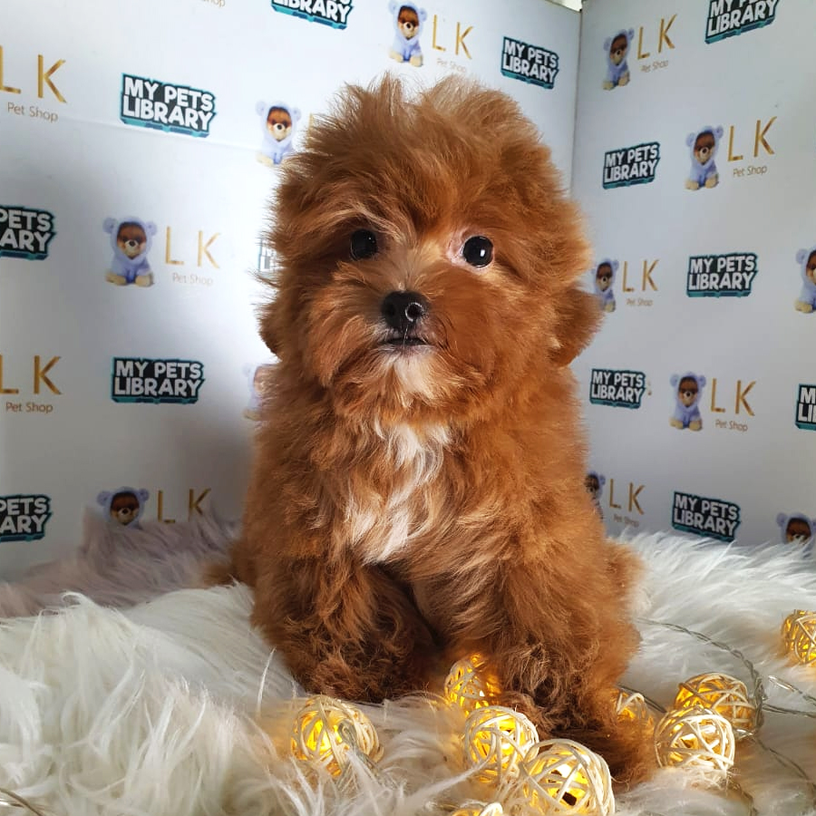 Maltipoo Puppy (Male) For Sale