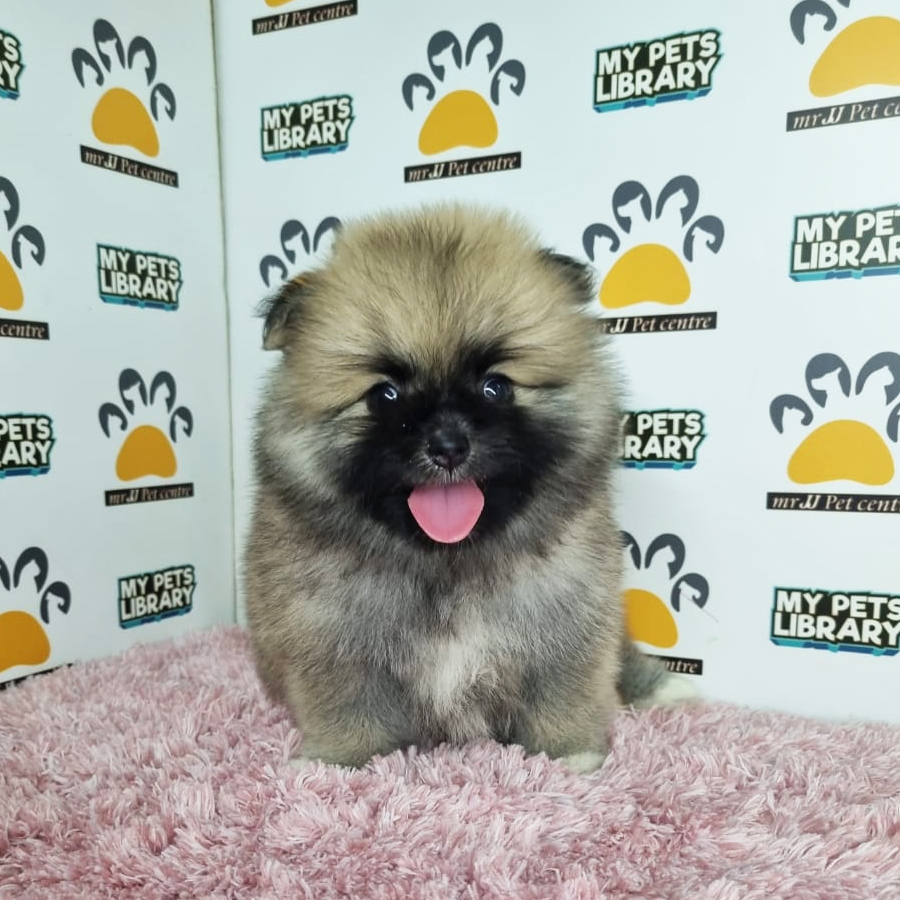 Pomeranian Puppy (Female) For Sale