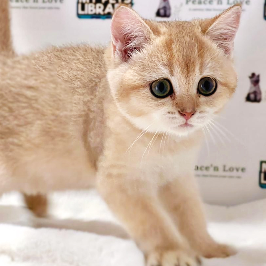 TICA British Shorthair Kitten (Female) For Sale