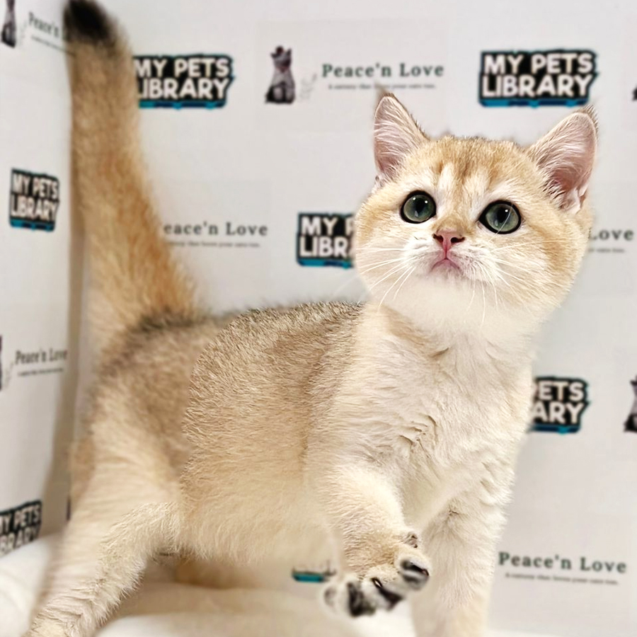 TICA British Shorthair Kitten (Male) For Sale