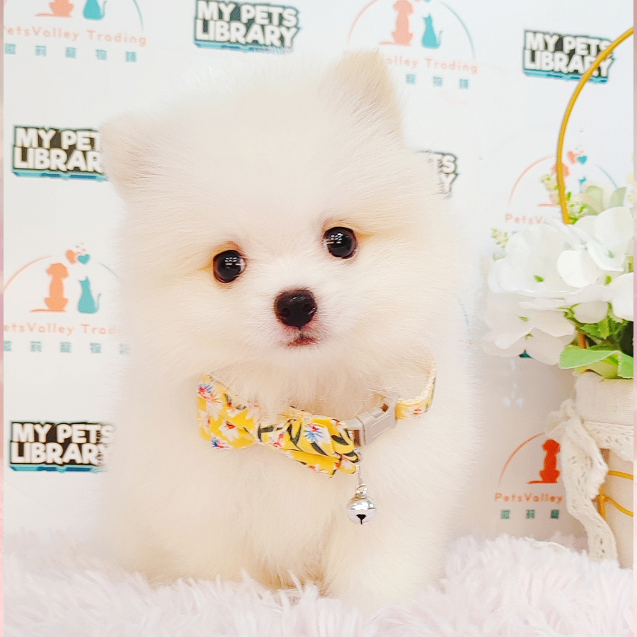 Pomeranian Puppy (Male) For Sale
