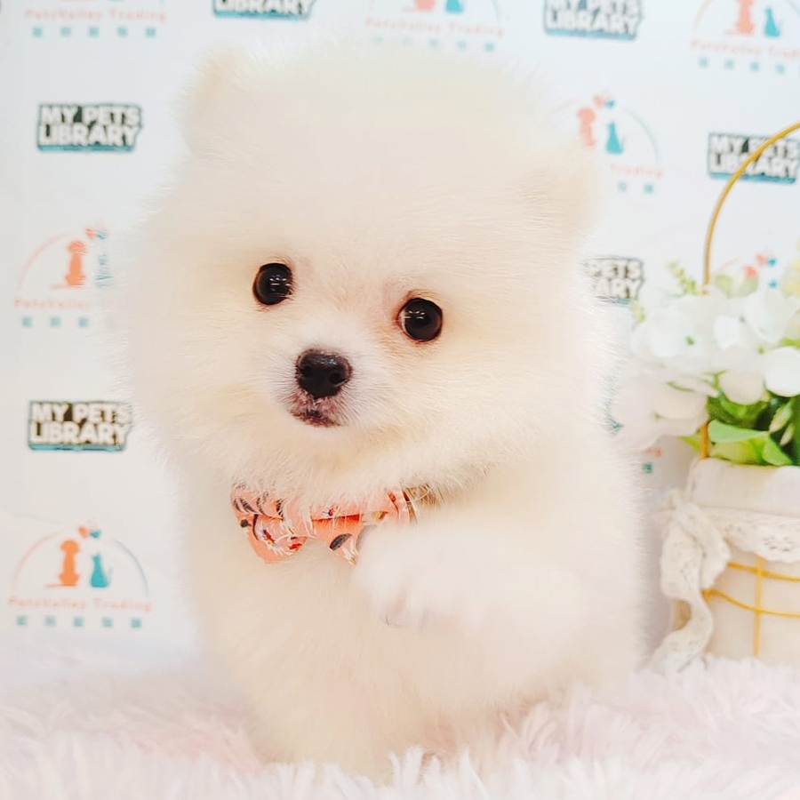 Pomeranian Puppy (Male) For Sale