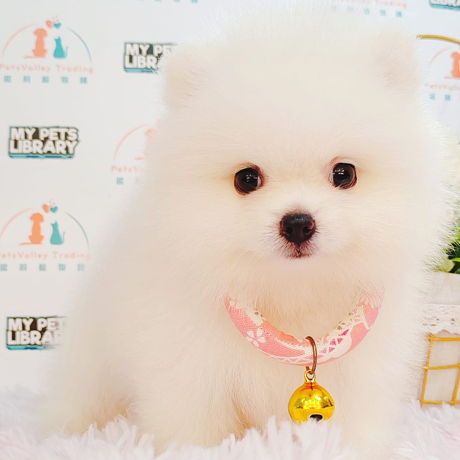 Pomeranian Puppy (Female) For Sale