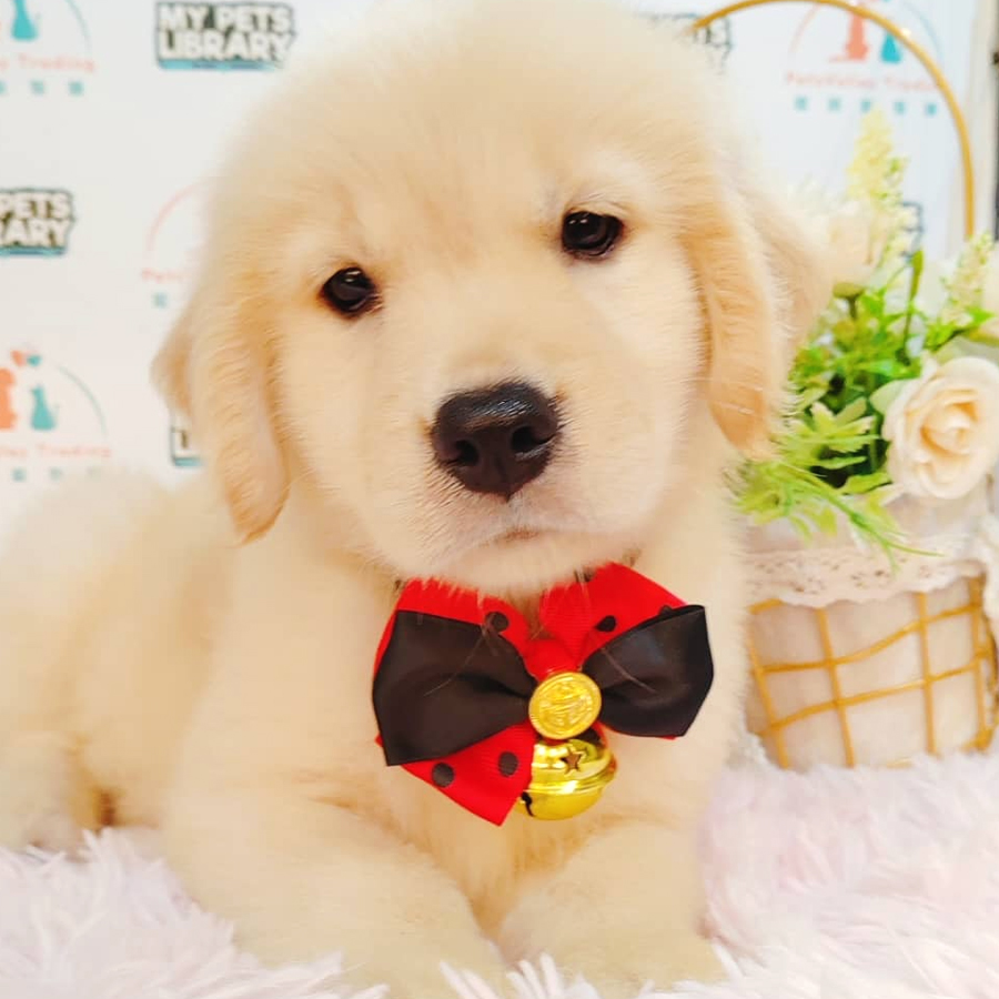 Golden Retriever Puppy (Male) For Sale
