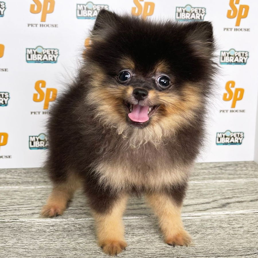 Tiny Pomeranian Puppy (Male) For Sale