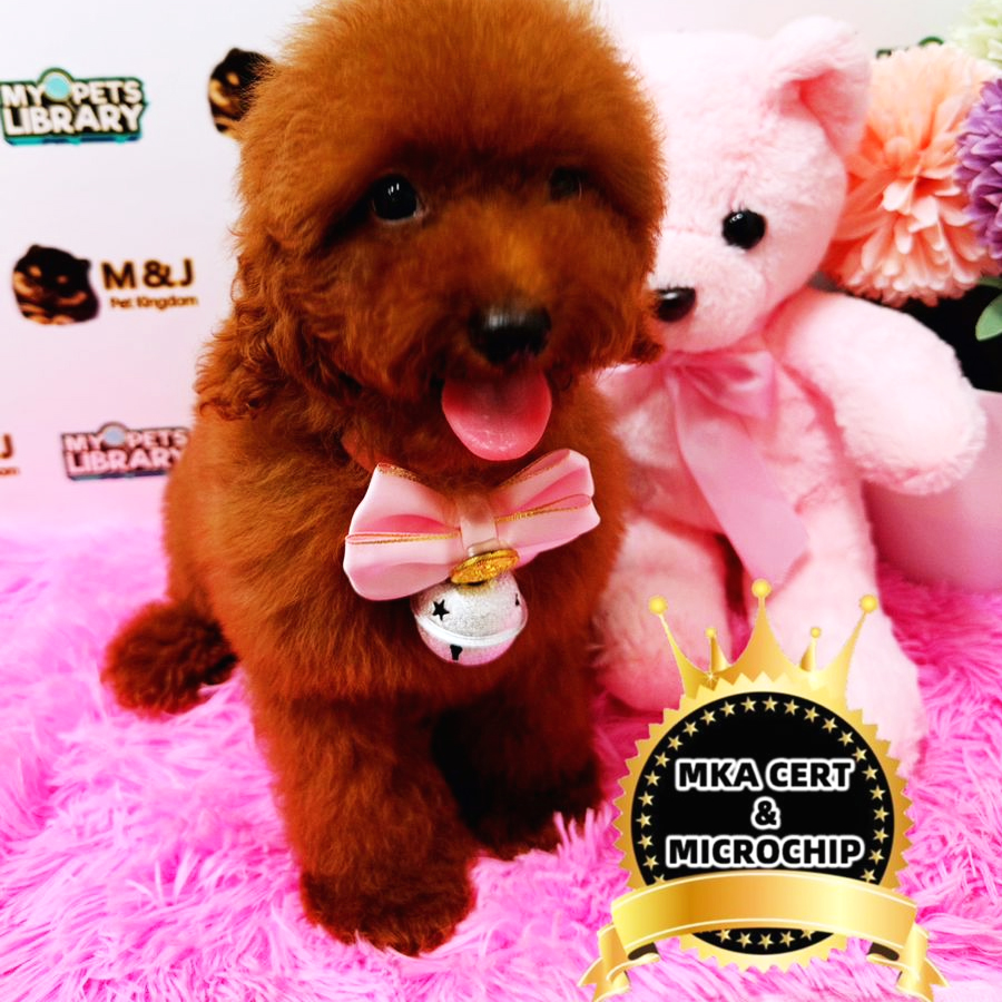 MKA Toy Poodle Puppy (Female) For Sale