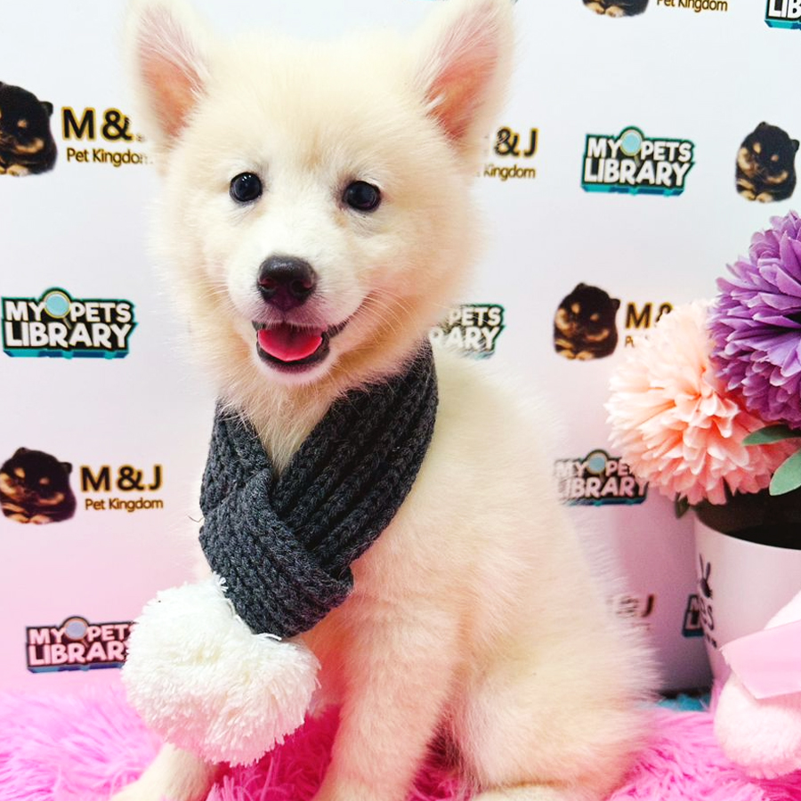 Pomsky Puppy (Female) For Sale