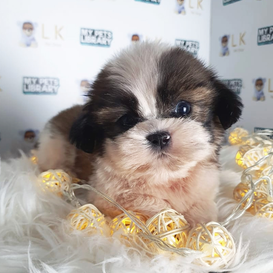 Shih Tzu Puppy (Male) For Sale