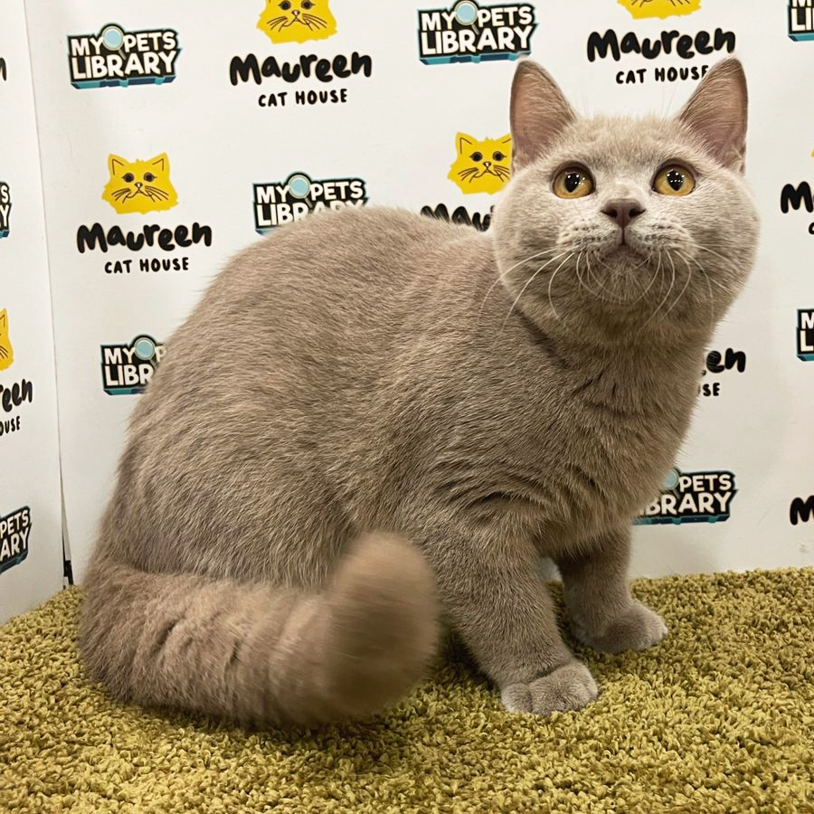 British Shorthair Kitten (Male) For Sale