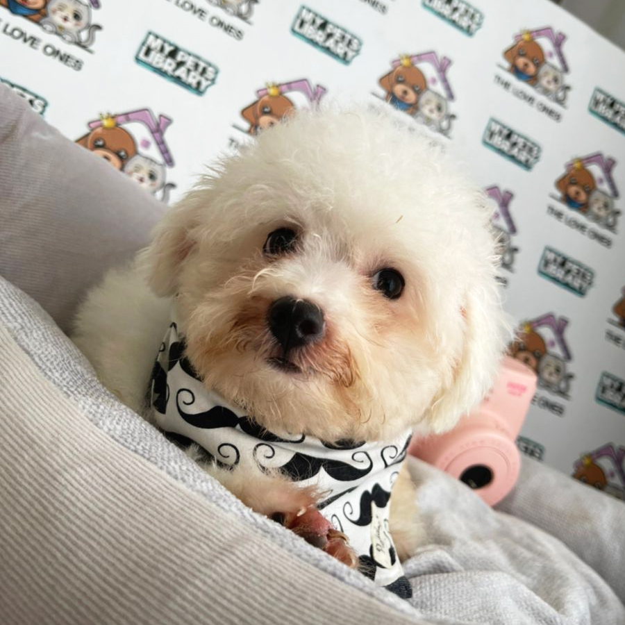 Bichon Frise Puppy (Male) For Sale