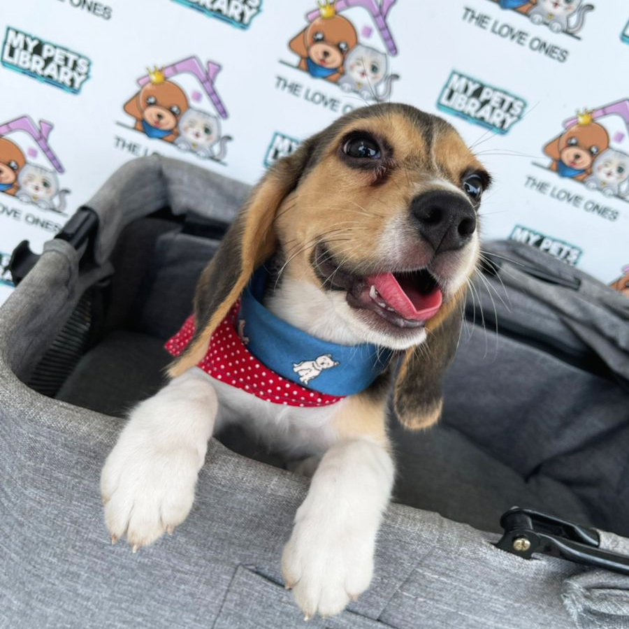 Beagle Puppy (Female) For Sale