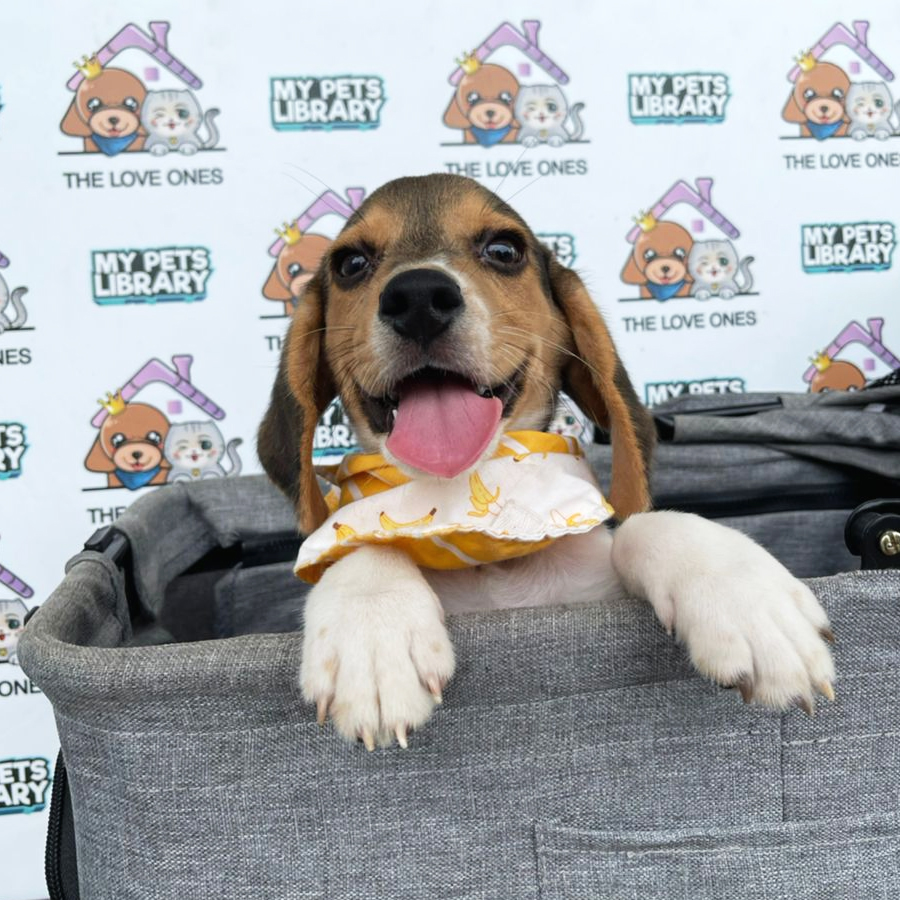 Beagle Puppy (Male) For Sale