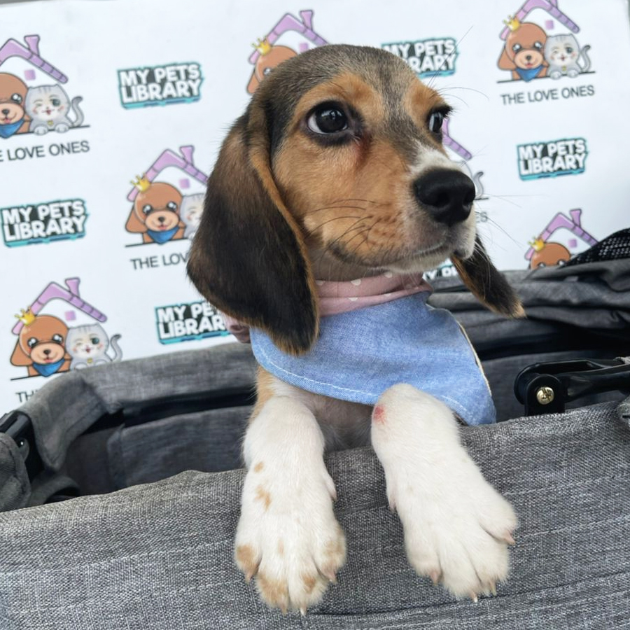Beagle Puppy (Male) For Sale