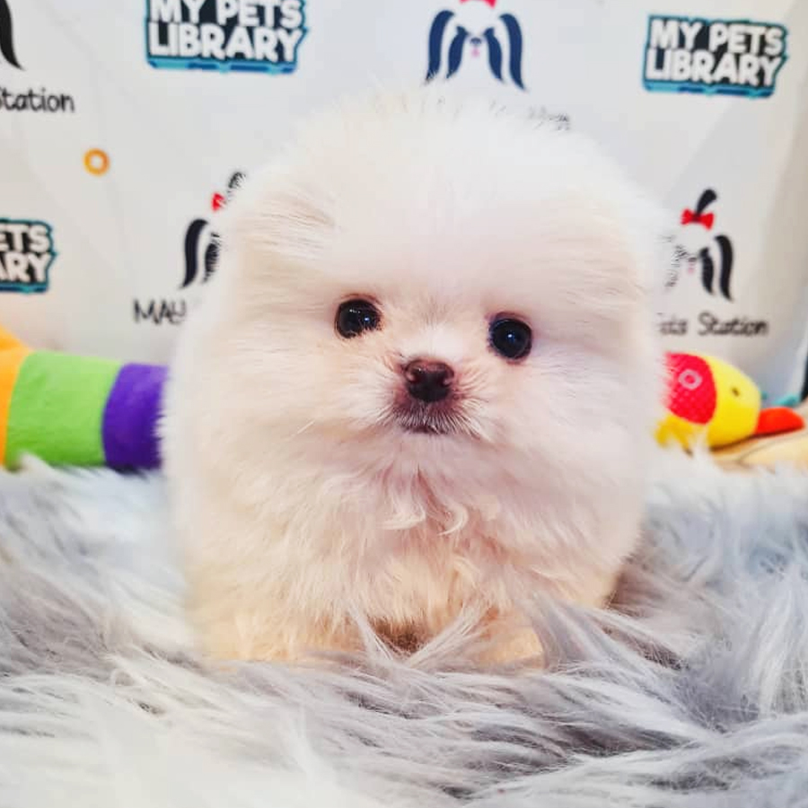 Tiny Pomeranian Puppy (Female) For Sale